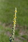 Common mullein